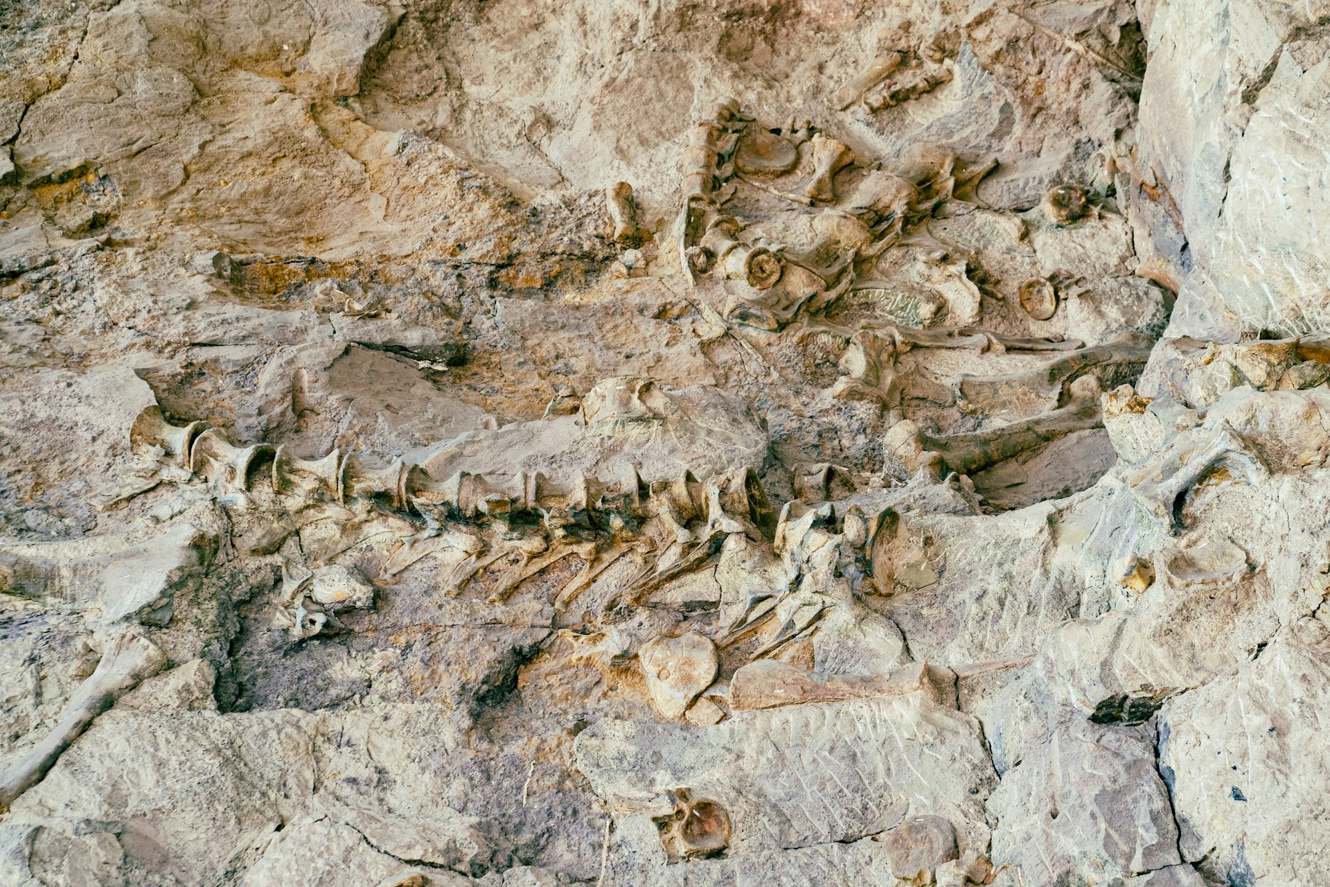 Fossilien im Gestein des Dinosaur National Monument